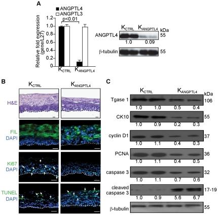 https://cdn.ncbi.nlm.nih.gov/pmc/blobs/a55d/3178651/a5fb99fcebaf/pone.0025377.g002.jpg