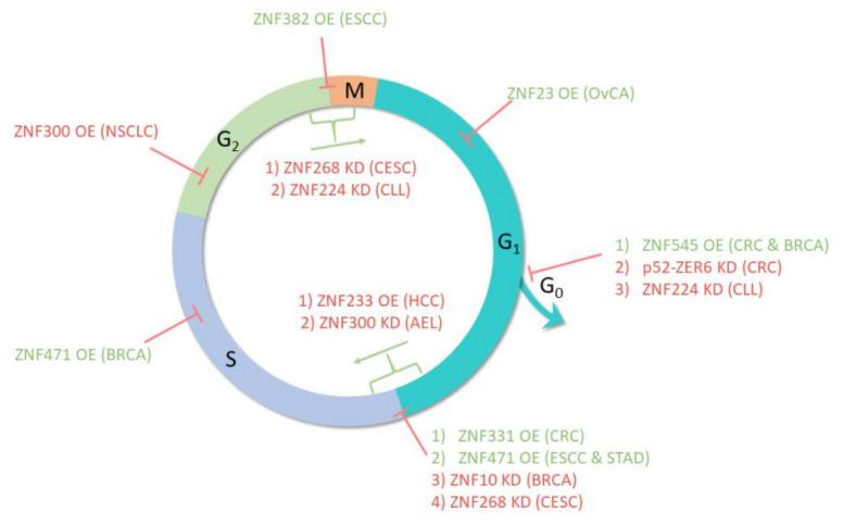 https://cdn.ncbi.nlm.nih.gov/pmc/blobs/a560/7926519/2cdf0f34a356/ijms-22-02212-g005.jpg