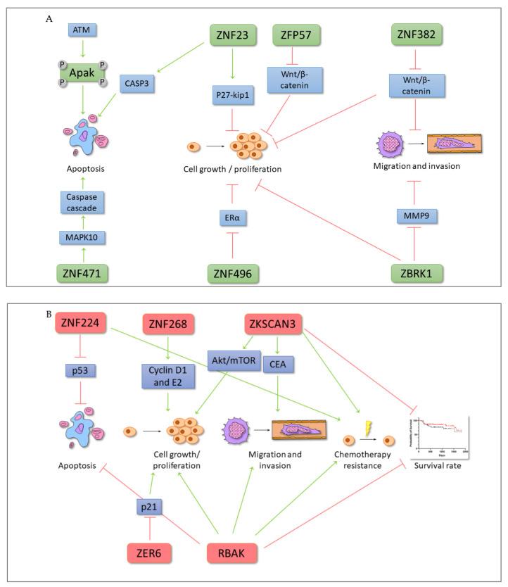 https://cdn.ncbi.nlm.nih.gov/pmc/blobs/a560/7926519/4cfe8fbcea97/ijms-22-02212-g006.jpg
