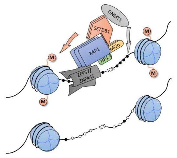 https://cdn.ncbi.nlm.nih.gov/pmc/blobs/a560/7926519/dd867c012553/ijms-22-02212-g003.jpg