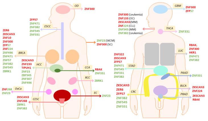 https://cdn.ncbi.nlm.nih.gov/pmc/blobs/a560/7926519/f8c68d65c095/ijms-22-02212-g004.jpg