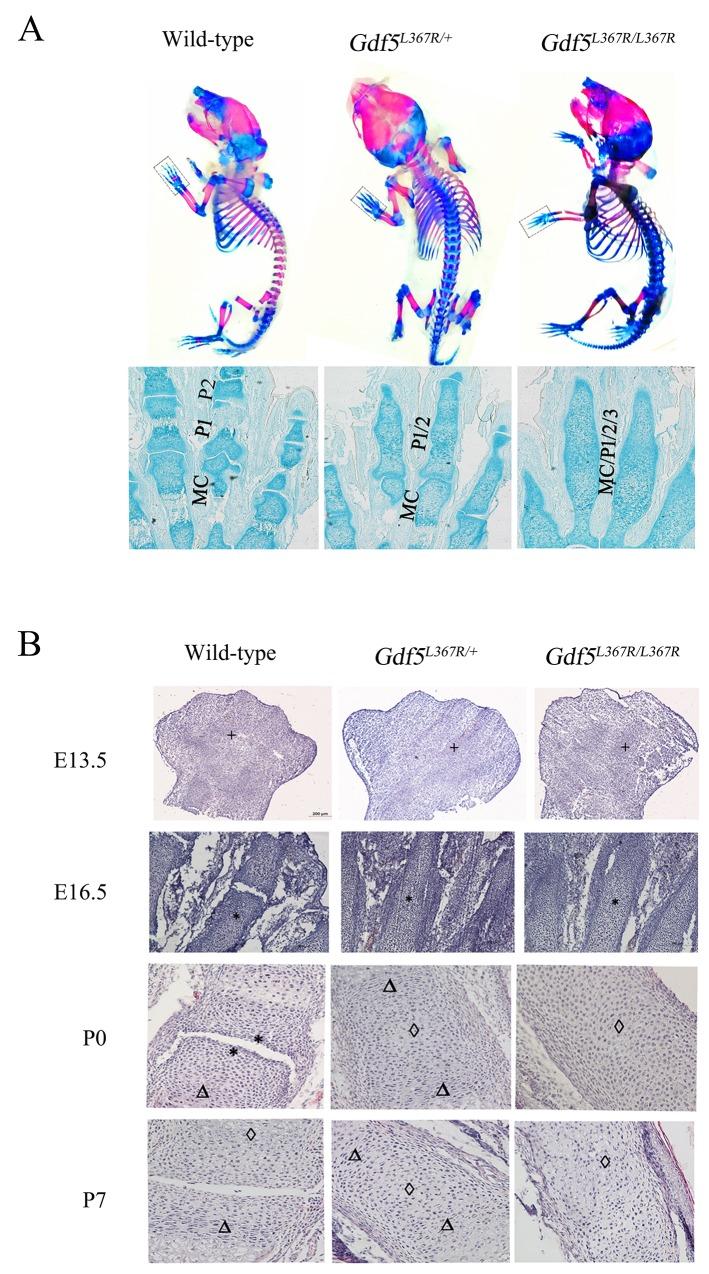 https://cdn.ncbi.nlm.nih.gov/pmc/blobs/a561/5768378/6562b9a90e1d/oncotarget-08-113966-g005.jpg