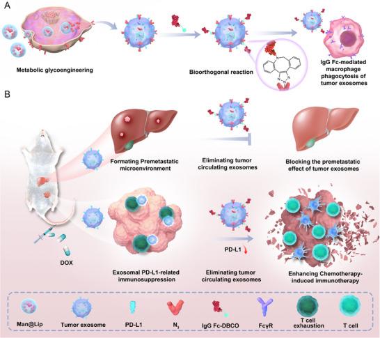 https://cdn.ncbi.nlm.nih.gov/pmc/blobs/a562/12412542/1e95a3898aa2/ADVS-12-e06409-g008.jpg