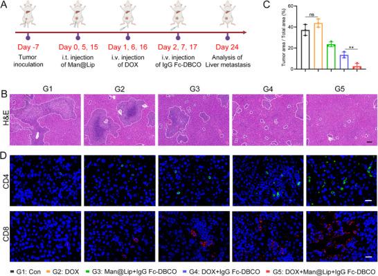https://cdn.ncbi.nlm.nih.gov/pmc/blobs/a562/12412542/82a0030340f4/ADVS-12-e06409-g004.jpg