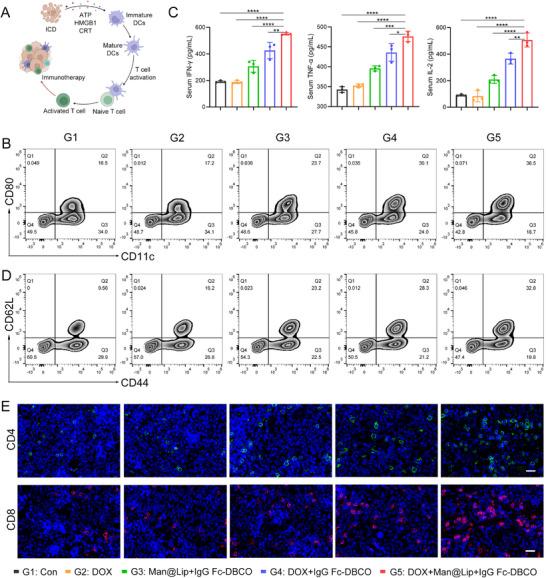 https://cdn.ncbi.nlm.nih.gov/pmc/blobs/a562/12412542/aabeda2a673c/ADVS-12-e06409-g001.jpg
