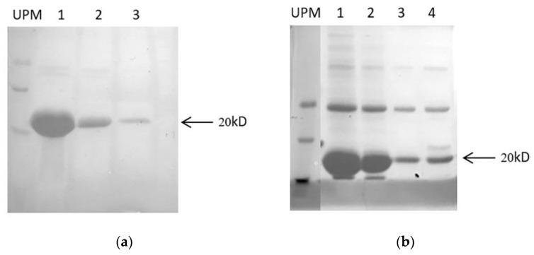 https://cdn.ncbi.nlm.nih.gov/pmc/blobs/a562/7460214/e988fffb87f0/marinedrugs-18-00422-g004.jpg