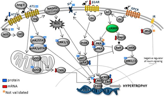 https://cdn.ncbi.nlm.nih.gov/pmc/blobs/a56b/9638007/dcd0c280d515/fcell-10-892322-g009.jpg