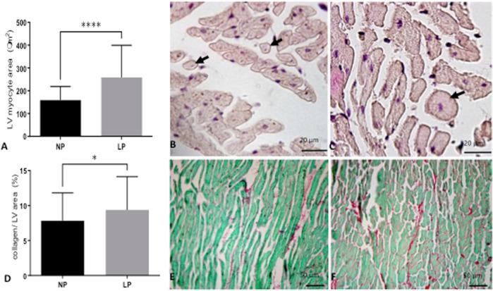 https://cdn.ncbi.nlm.nih.gov/pmc/blobs/a56b/9638007/ed7f0e477c87/fcell-10-892322-g002.jpg