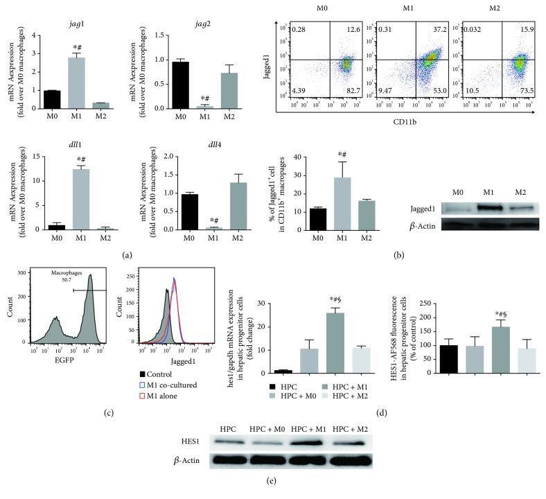 https://cdn.ncbi.nlm.nih.gov/pmc/blobs/a56f/6323443/cf7f4524eb1b/JIR2018-4807145.003.jpg