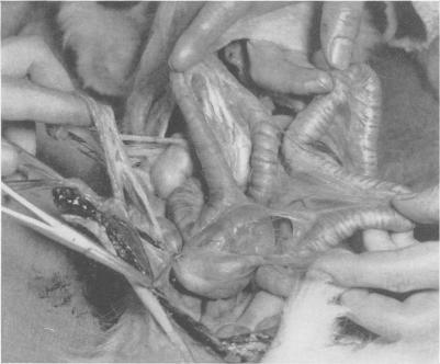 https://cdn.ncbi.nlm.nih.gov/pmc/blobs/a574/1617662/bcdc09ce64a4/annsurg01470-0044-a.jpg
