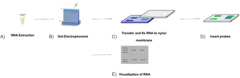 https://cdn.ncbi.nlm.nih.gov/pmc/blobs/a577/11959806/3c64dc477fcf/12935_2025_3679_Fig8_HTML.jpg