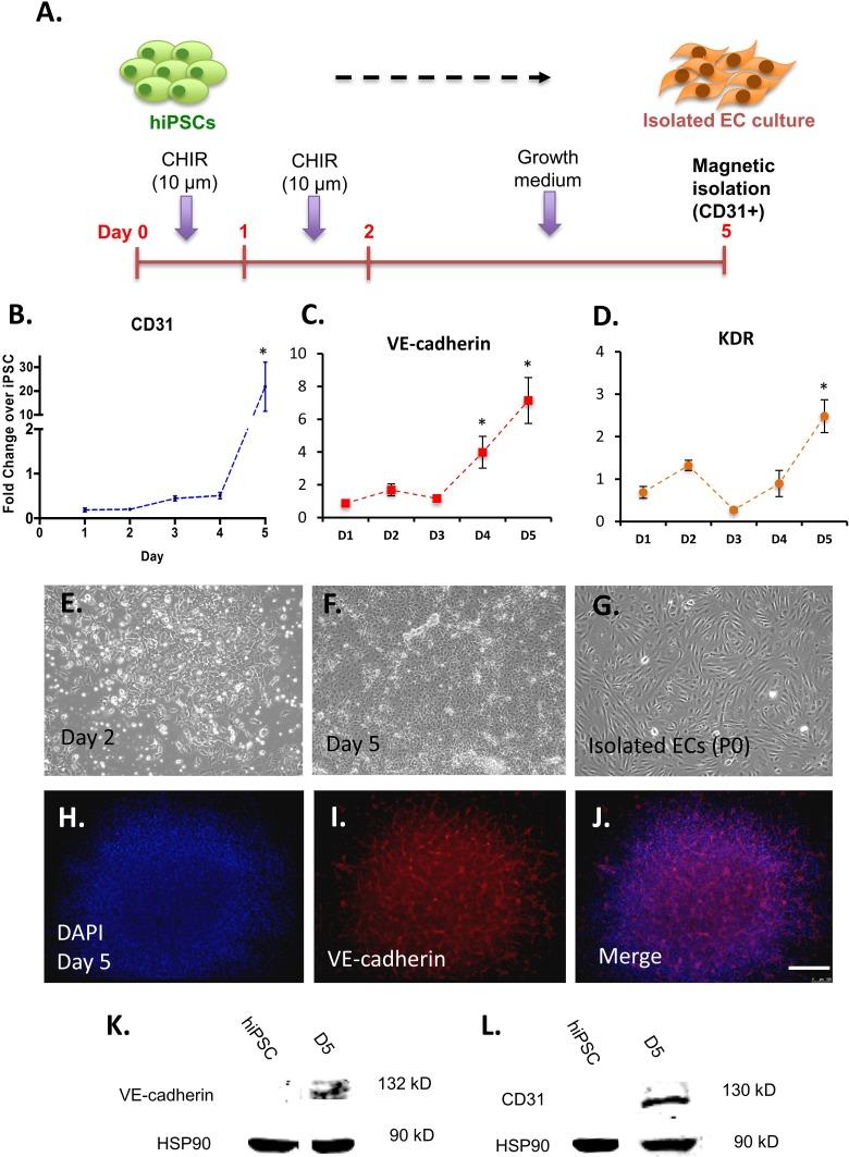 https://cdn.ncbi.nlm.nih.gov/pmc/blobs/a577/5680973/764e009f33c1/10.1177_0963689717720282-fig3.jpg