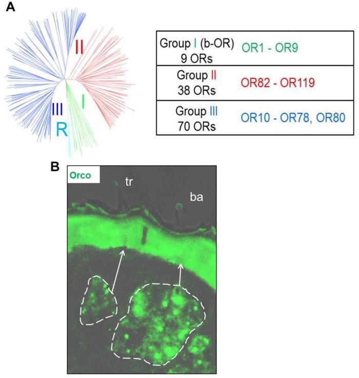 https://cdn.ncbi.nlm.nih.gov/pmc/blobs/a577/6714038/865cc647cc91/fphys-10-01052-g001.jpg