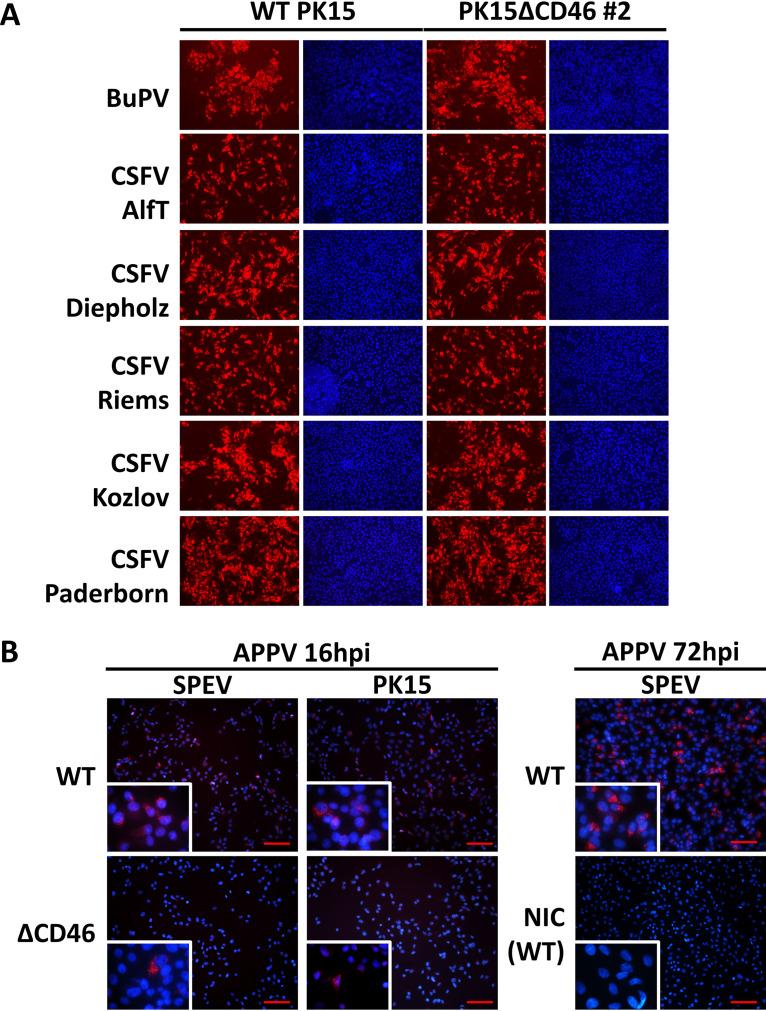 https://cdn.ncbi.nlm.nih.gov/pmc/blobs/a577/8104093/1d706ae05497/JVI.02186-20_f006.jpg