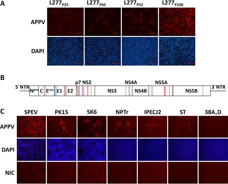 https://cdn.ncbi.nlm.nih.gov/pmc/blobs/a577/8104093/5d397a49d5e8/JVI.02186-20_f001.jpg