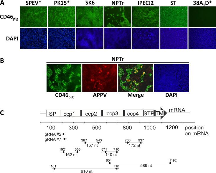 https://cdn.ncbi.nlm.nih.gov/pmc/blobs/a577/8104093/871e6fdcc53a/JVI.02186-20_f002.jpg
