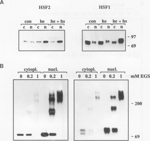 https://cdn.ncbi.nlm.nih.gov/pmc/blobs/a57b/358569/bff1f11118c5/molcellb00003-0576-a.jpg