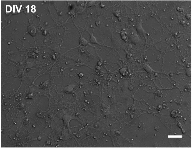 https://cdn.ncbi.nlm.nih.gov/pmc/blobs/a57d/7903459/3425989ddfff/gr1.jpg