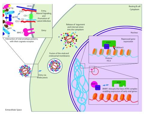 https://cdn.ncbi.nlm.nih.gov/pmc/blobs/a57e/5373418/3d31ea30c4ca/f1000research-6-11413-g0000.jpg