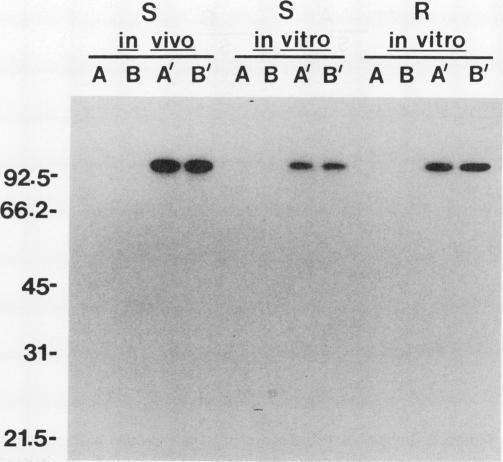 https://cdn.ncbi.nlm.nih.gov/pmc/blobs/a581/1077624/a37ef9269d13/plntphys00816-0264-b.jpg