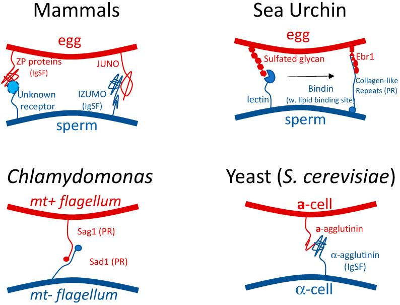 https://cdn.ncbi.nlm.nih.gov/pmc/blobs/a581/8835621/0da5a7f5e0f8/ijms-23-01110-g001.jpg