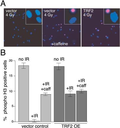 https://cdn.ncbi.nlm.nih.gov/pmc/blobs/a586/509302/a546fee1ca34/pbio.0020240.g001.jpg
