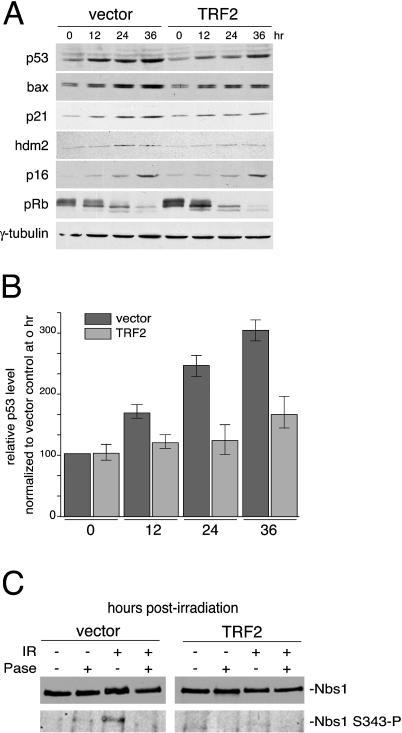https://cdn.ncbi.nlm.nih.gov/pmc/blobs/a586/509302/acb4305c869b/pbio.0020240.g002.jpg