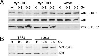 https://cdn.ncbi.nlm.nih.gov/pmc/blobs/a586/509302/aceea2ab4899/pbio.0020240.g003.jpg