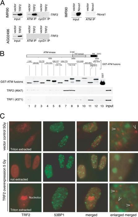 https://cdn.ncbi.nlm.nih.gov/pmc/blobs/a586/509302/ecec344e68e2/pbio.0020240.g004.jpg
