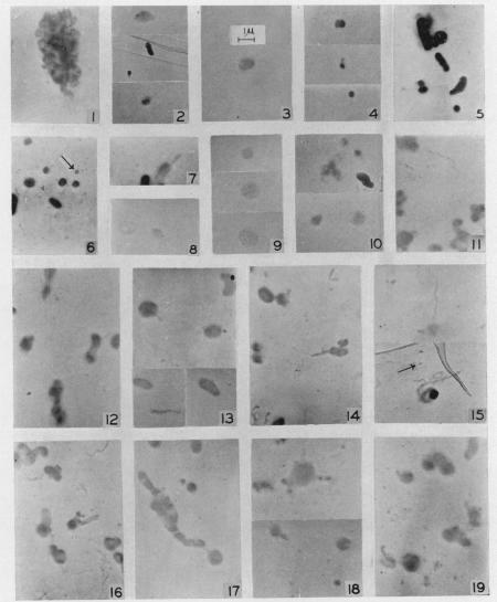 https://cdn.ncbi.nlm.nih.gov/pmc/blobs/a589/518163/1343f5f3f0eb/jbacter00672-0039-a.jpg
