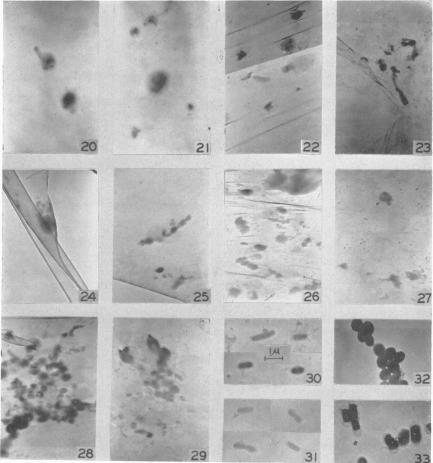 https://cdn.ncbi.nlm.nih.gov/pmc/blobs/a589/518163/8786d70ddf7e/jbacter00672-0040-a.jpg