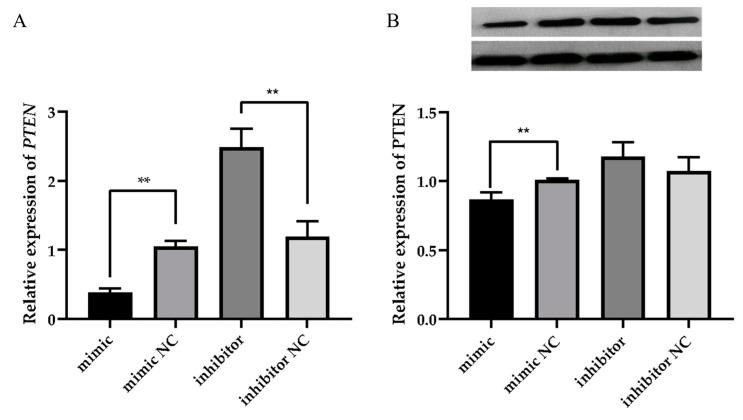 https://cdn.ncbi.nlm.nih.gov/pmc/blobs/a58a/12023941/62594a5b8deb/animals-15-01180-g005.jpg