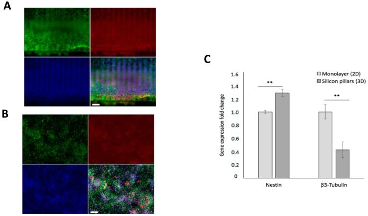 https://cdn.ncbi.nlm.nih.gov/pmc/blobs/a58d/7017050/5ef78e6af721/cells-09-00088-g007.jpg