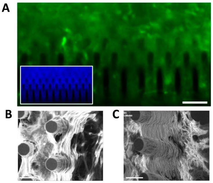 https://cdn.ncbi.nlm.nih.gov/pmc/blobs/a58d/7017050/b8bee2334f90/cells-09-00088-g006.jpg