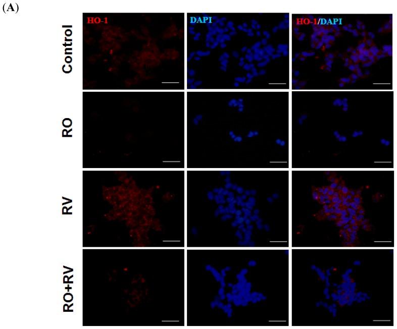 https://cdn.ncbi.nlm.nih.gov/pmc/blobs/a58e/3907890/b972448e843b/ijms-15-01625f5a.jpg