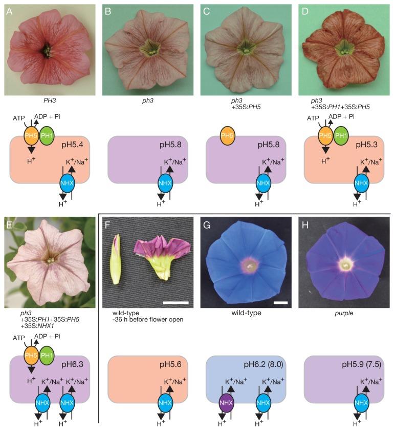 https://cdn.ncbi.nlm.nih.gov/pmc/blobs/a58e/5903981/cfcc6a396a41/68_17107_4.jpg