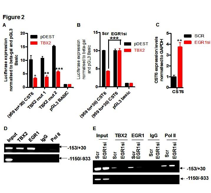 https://cdn.ncbi.nlm.nih.gov/pmc/blobs/a591/4057604/e8638b362636/oncotarget-05-1609-g002.jpg