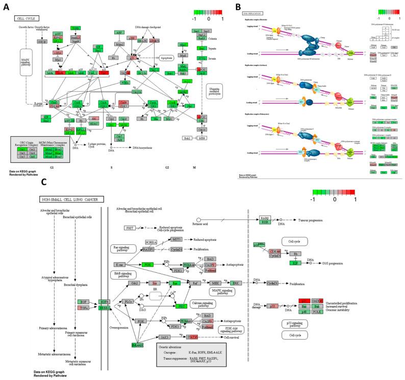 https://cdn.ncbi.nlm.nih.gov/pmc/blobs/a592/11050262/7d1778d8f939/ijms-25-04439-g009.jpg