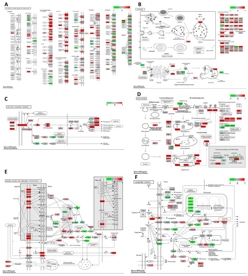 https://cdn.ncbi.nlm.nih.gov/pmc/blobs/a592/11050262/9ad0dbd2b161/ijms-25-04439-g005.jpg