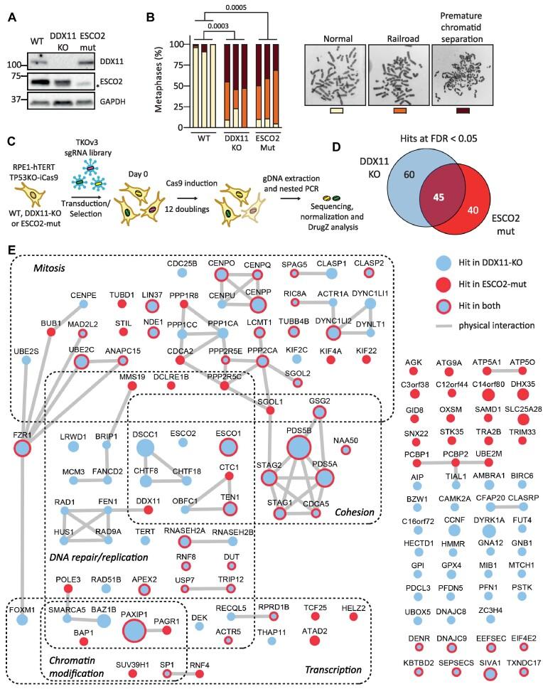 https://cdn.ncbi.nlm.nih.gov/pmc/blobs/a595/10570055/1dfecc2b0a43/gkad756fig1.jpg