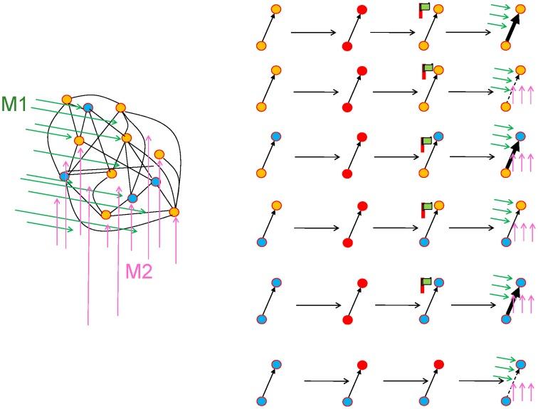 https://cdn.ncbi.nlm.nih.gov/pmc/blobs/a596/4717313/63c4314ba348/fncir-09-00085-g0006.jpg