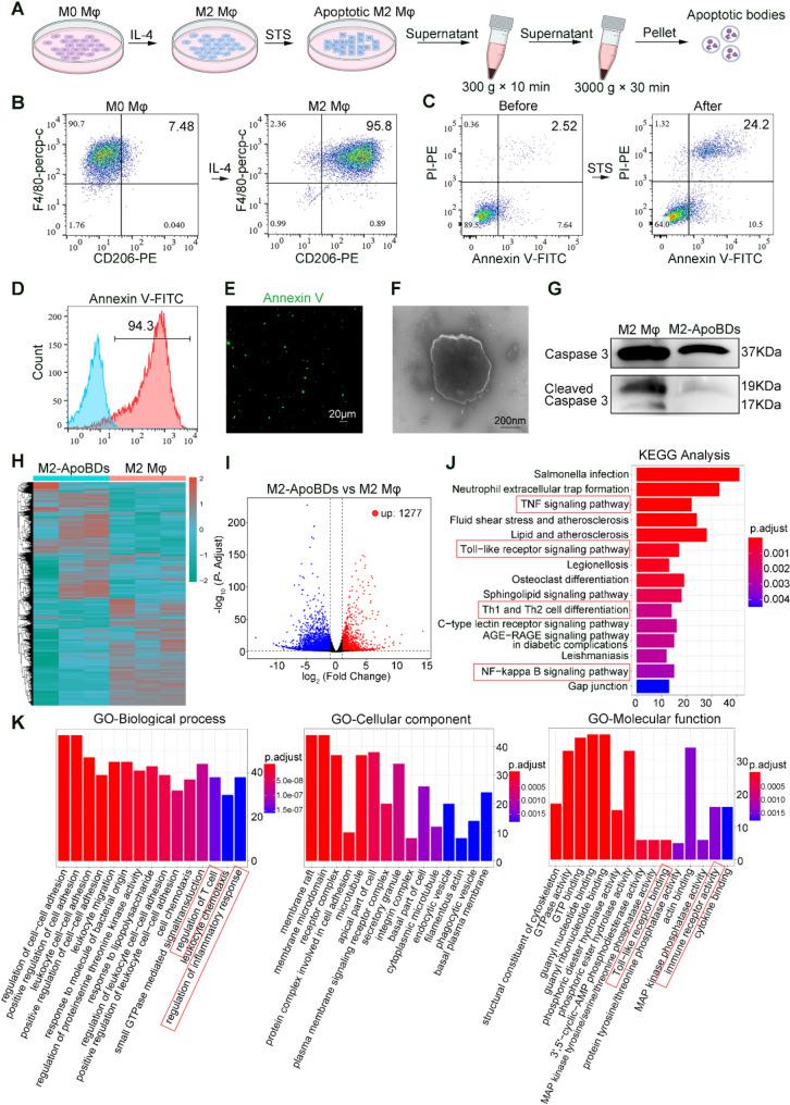 https://cdn.ncbi.nlm.nih.gov/pmc/blobs/a598/12083009/d2dac711142a/12951_2025_3437_Fig2_HTML.jpg