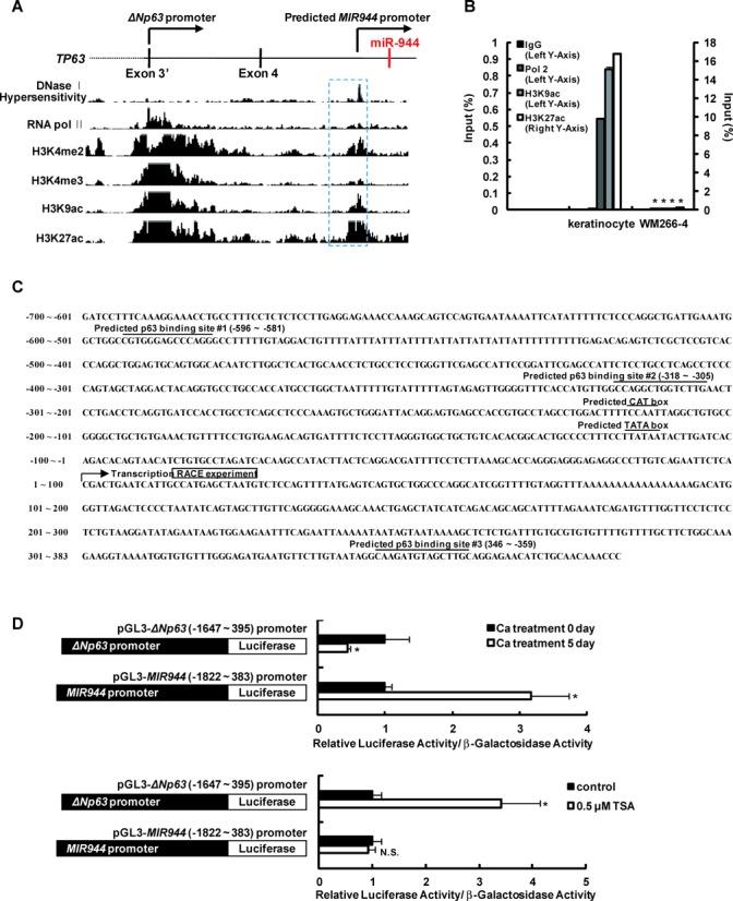 https://cdn.ncbi.nlm.nih.gov/pmc/blobs/a59b/4551945/1d3a0ff134a8/gkv735fig3.jpg