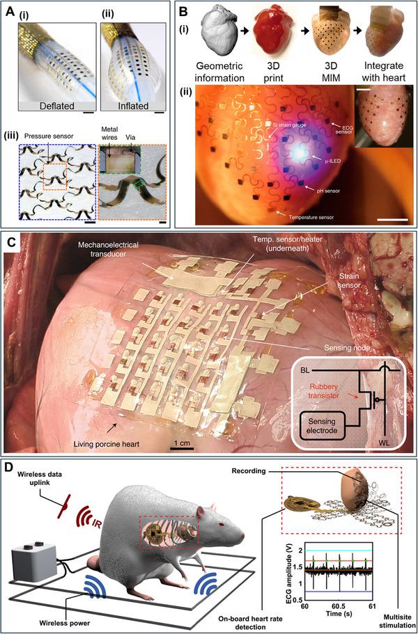 https://cdn.ncbi.nlm.nih.gov/pmc/blobs/a59f/12243731/46d2aee3b3c9/ADMA-37-2420114-g007.jpg