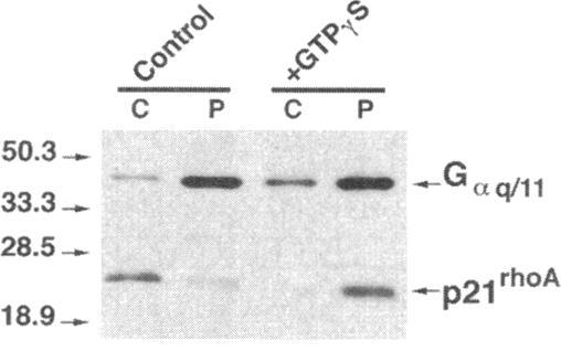 https://cdn.ncbi.nlm.nih.gov/pmc/blobs/a5a2/276079/993ce6051cc0/mbc00002-0098-c.jpg