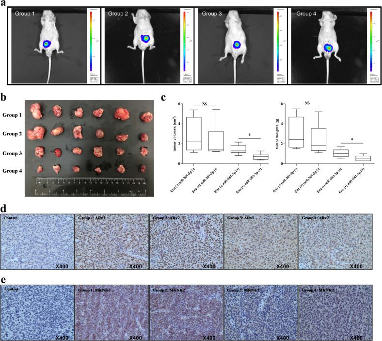 https://cdn.ncbi.nlm.nih.gov/pmc/blobs/a5aa/7519644/170f47d319e9/41419_2020_2932_Fig6_HTML.jpg