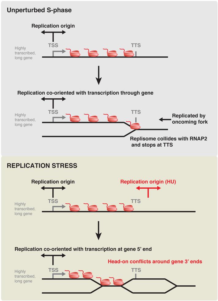 https://cdn.ncbi.nlm.nih.gov/pmc/blobs/a5ab/6320713/10ecbc9c0912/nihms-1513105-f0007.jpg