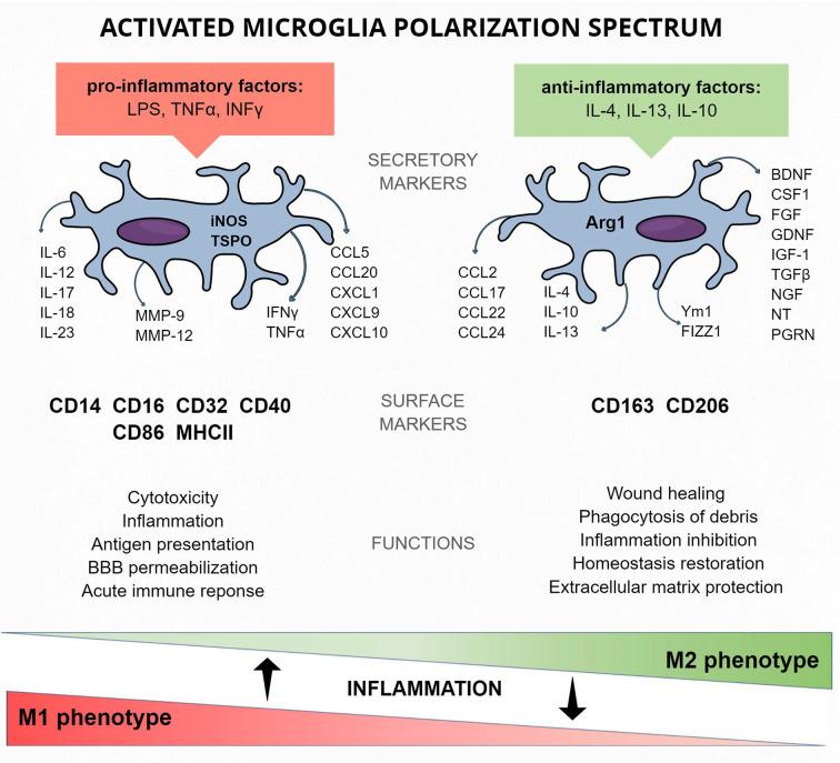 https://cdn.ncbi.nlm.nih.gov/pmc/blobs/a5ac/7424058/7d909445050d/fncel-14-00198-g0002.jpg