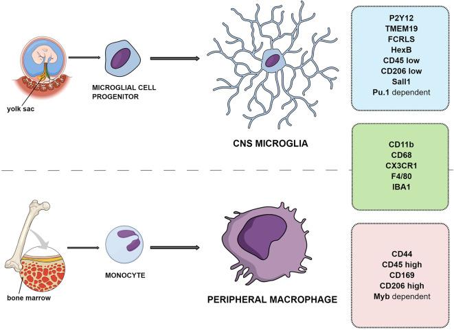 https://cdn.ncbi.nlm.nih.gov/pmc/blobs/a5ac/7424058/a8f41f845826/fncel-14-00198-g0001.jpg