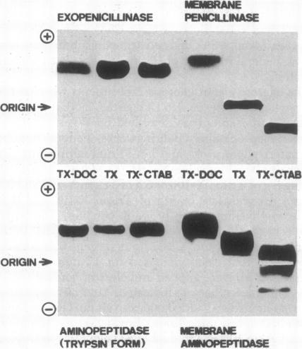 https://cdn.ncbi.nlm.nih.gov/pmc/blobs/a5b7/392323/fc4aa7ce637d/pnas00024-0144-a.jpg